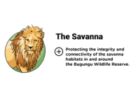 Infographics Pillar 2: The Savanna - Learn out more