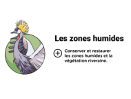 Infographie Pilier 3 : Les zones humides - en savoir plus