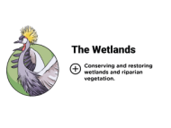 Infographics Pillar 3: The Wetlands - Learn out more