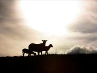  Centrale de valorisation du biogaz